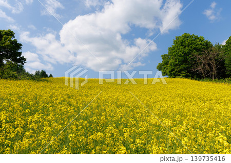 三ノ倉高原菜の花畑 139735416