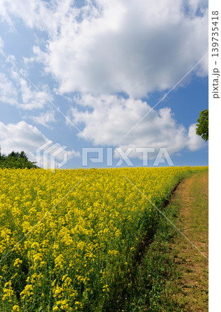 三ノ倉高原菜の花畑 三ノ倉高原菜の花畑 139735418
