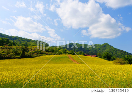 三ノ倉高原菜の花畑 三ノ倉高原菜の花畑 139735419