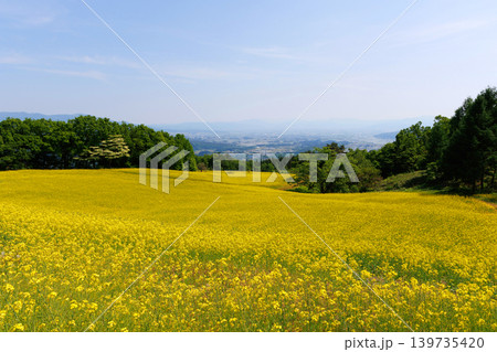 三ノ倉高原菜の花畑 三ノ倉高原菜の花畑 139735420