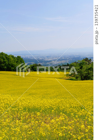 三ノ倉高原菜の花畑 三ノ倉高原菜の花畑 139735421