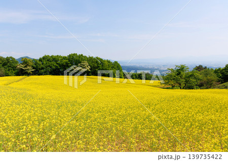 三ノ倉高原菜の花畑 三ノ倉高原菜の花畑 139735422