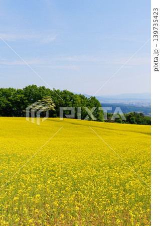 三ノ倉高原菜の花畑 三ノ倉高原菜の花畑 139735423