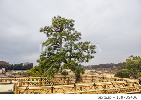 春の水戸偕楽園の庭園で美しい松の姿 春の水戸偕楽園の庭園で美しい松の姿 139735436
