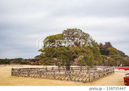 春の水戸偕楽園の庭園で美しい松の姿 春の水戸偕楽園の庭園で美しい松の姿 139735447