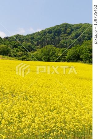 三ノ倉高原菜の花畑 三ノ倉高原菜の花畑 139735452