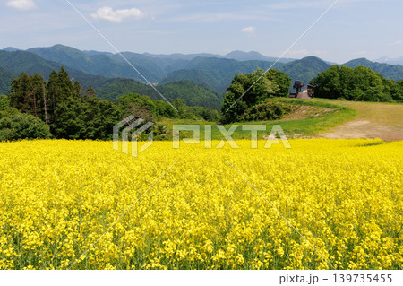 三ノ倉高原菜の花畑 139735455