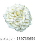 beautiful white roses isolated on white background 139735659