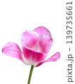 Realistic beautiful Pink tulip flower branch on isolated background 139735661