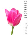 pink tulip on white 139735662