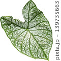 green leaf of grape 139735663