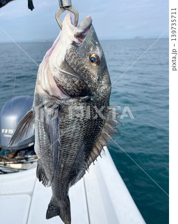 船上で釣り上げたクロダイ 船上で釣り上げたクロダイ 139735711