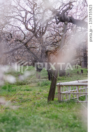 少し時期を過ぎたが、遅咲きの梅が満開の梅林の風景 少し時期を過ぎたが、遅咲きの梅が満開の梅林の風景 139735925