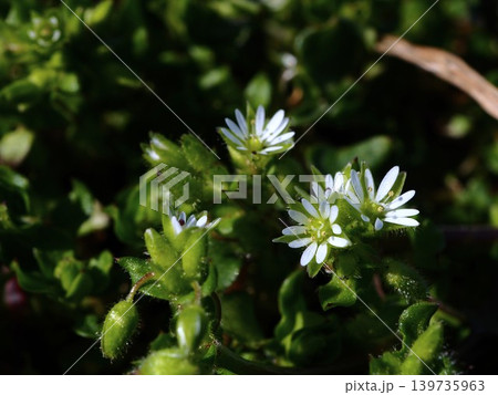 春の荒川河川敷に咲くハコベの白い花 139735963