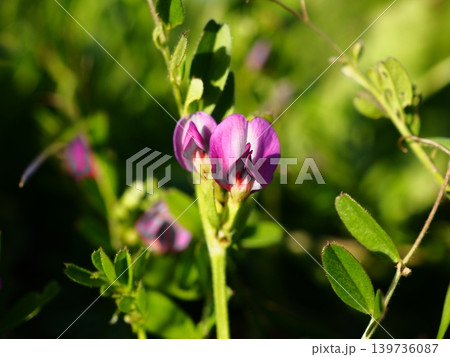 春の荒川堤に咲くカラスノエンドウのピンクの花 春の荒川堤に咲くカラスノエンドウのピンクの花 139736087
