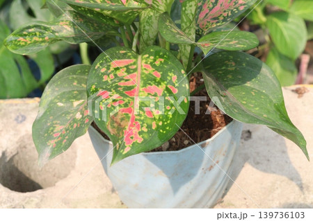 pink colored Aglaonema tree on pot in nursery pink colored Aglaonema tree on pot in nursery 139736103