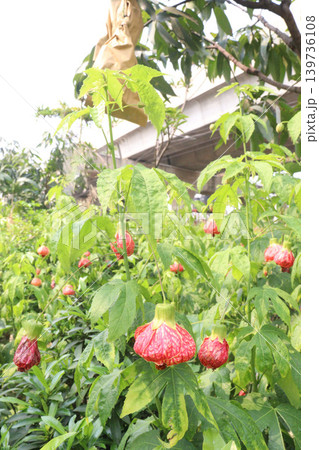 Abutilon pictum flower and ornamental plant Abutilon pictum flower and ornamental plant 139736108