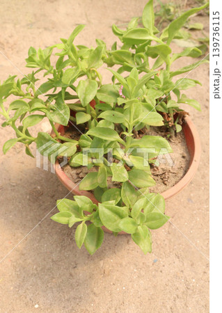 Baby sun rose flower plant on hanging pot in nursery 139736115