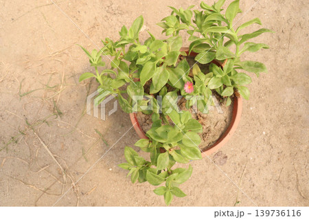Baby sun rose flower plant on hanging pot in nursery Baby sun rose flower plant on hanging pot in nursery 139736116