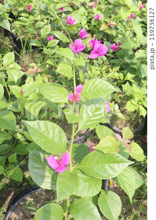Bougainvillea flower plant on farm Bougainvillea flower plant on farm 139736127
