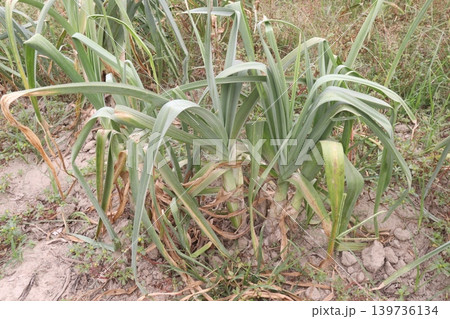 Allium ampeloprasum, wild leek, broadleaf wild leek plant on farm Allium ampeloprasum, wild leek, broadleaf wild leek plant on farm 139736134