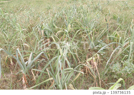 Allium ampeloprasum, wild leek, broadleaf wild leek plant on farm Allium ampeloprasum, wild leek, broadleaf wild leek plant on farm 139736135