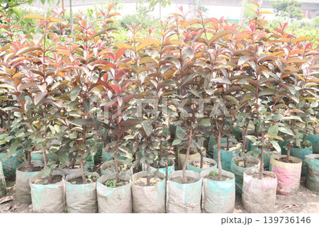 Australian Guava Tree Grafted on pot in farm Australian Guava Tree Grafted on pot in farm 139736146
