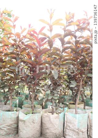 Australian Guava Tree Grafted on pot in farm Australian Guava Tree Grafted on pot in farm 139736147