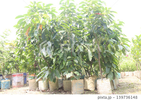 Avocado plant on nursery for sell Avocado plant on nursery for sell 139736148