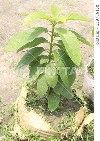 Avocado plant on nursery for sell Avocado plant on nursery for sell 139736150
