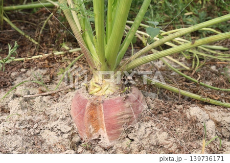 carrot with tree on farm for harvest are cash crops carrot with tree on farm for harvest are cash crops 139736171
