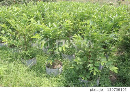 Guava Tree Grafted on bag in farm Guava Tree Grafted on bag in farm 139736195