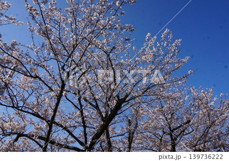 桜 139736222