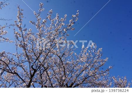 桜 桜 139736224