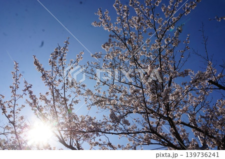 桜 139736241