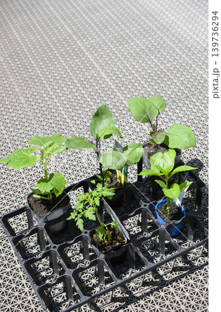 野菜の苗(トマト ナス キュウリ ピーマン) 野菜の苗(トマト ナス キュウリ ピーマン) 139736294