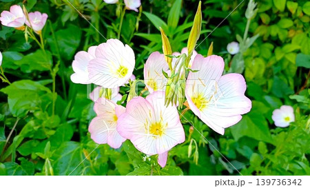 薄いピンク色の可愛い花 昼咲き月見草 薄いピンク色の可愛い花 昼咲き月見草 139736342