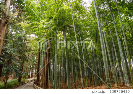 美しい竹林の風景 美しい竹林の風景 139736430