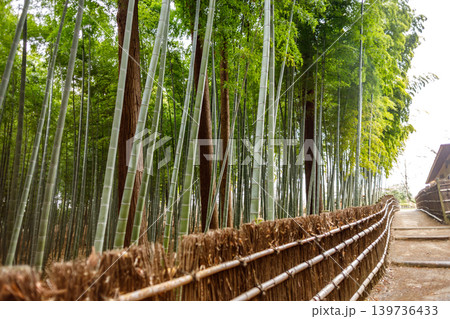 美しい竹林の風景 美しい竹林の風景 139736433