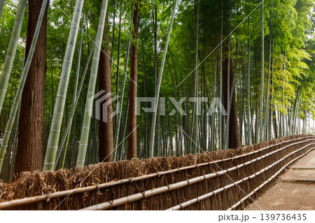 美しい竹林の風景 美しい竹林の風景 139736435
