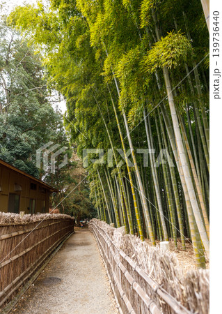 美しい竹林の風景 139736440