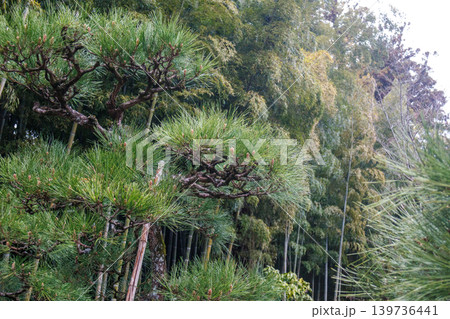 美しい竹林の風景 美しい竹林の風景 139736441