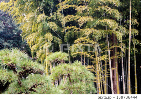 美しい竹林の風景 美しい竹林の風景 139736444