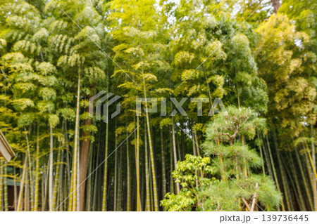 美しい竹林の風景 美しい竹林の風景 139736445