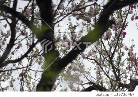 花桃の花 花桃の花 139736467