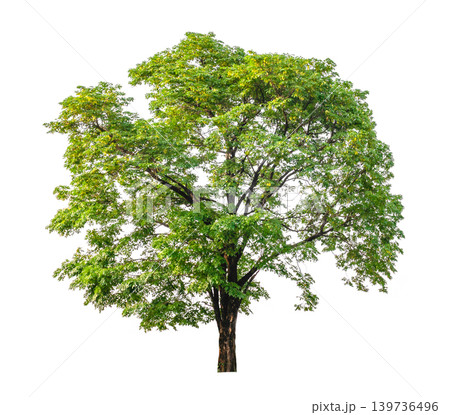 Lush green leaves frame a sturdy tree trunk 139736496