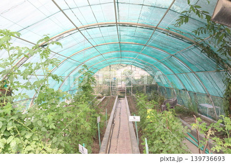 a shade with flower and tree plant on farm a shade with flower and tree plant on farm 139736693