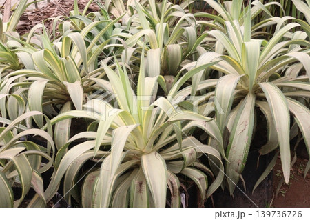 Agave angustifolia leaf plant on nursery 139736726