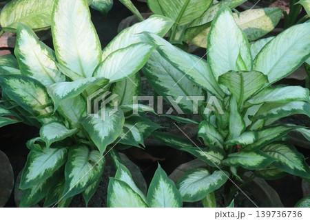 Aglaonema Super White leaf plant on pot Aglaonema Super White leaf plant on pot 139736736