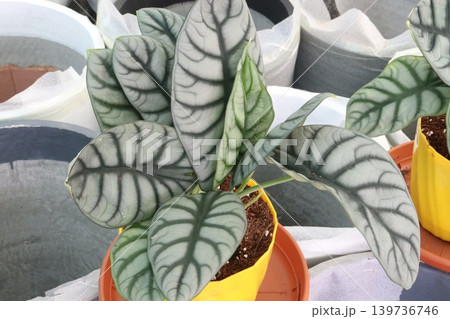 Alocasia Silver Dragon leaf plant on pot 139736746